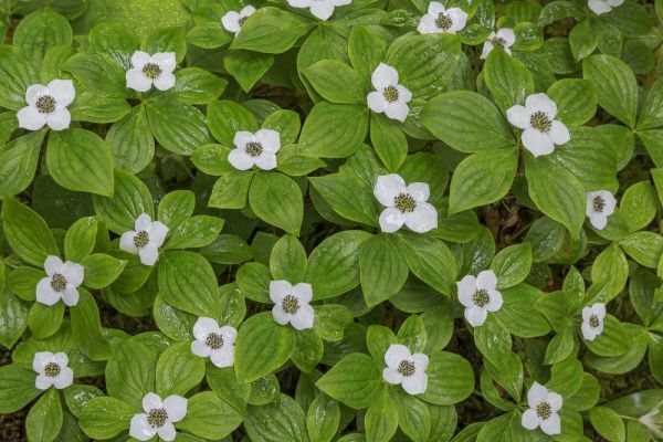 WA, Olympic NP Bunchberry with white flowers